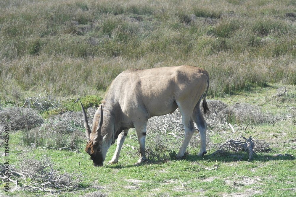 Obraz premium Eland Cape Town Kap Horn South Afrika Africa
