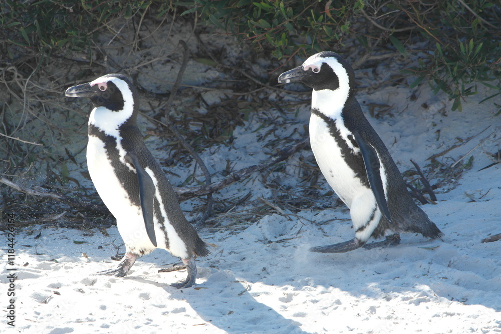 Obraz premium Penguin Pinguin Cape Town Kaphorn 