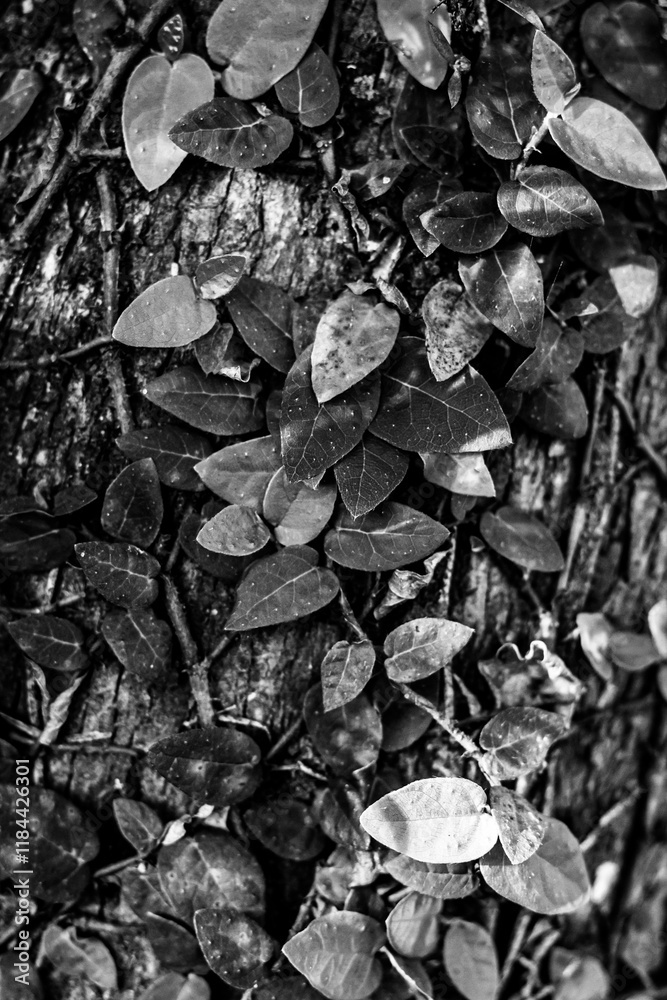 Black and White Leaves