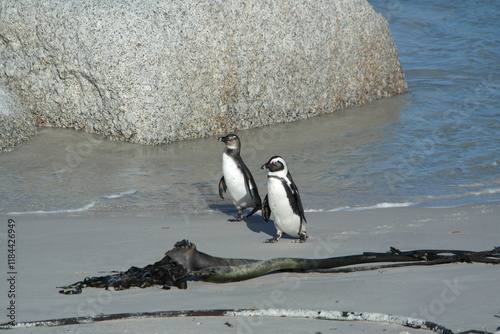 Penguin Pinguin Cape Town Kaphorn 