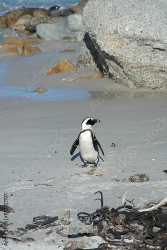 Penguin Pinguin Cape Town Kaphorn 