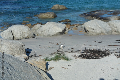 Penguin Pinguin Cape Town Kaphorn 