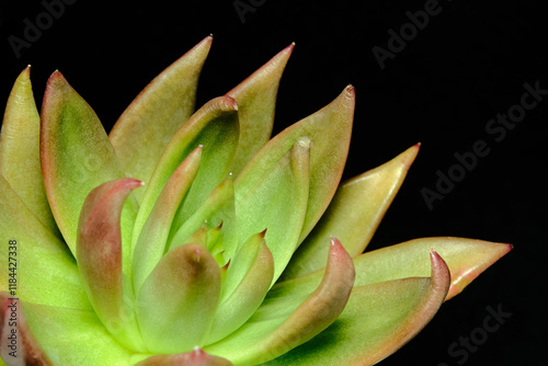 Close up Echeveria Agavoides Lipstick succulent plant, beautiful flower pink green gradation color photo