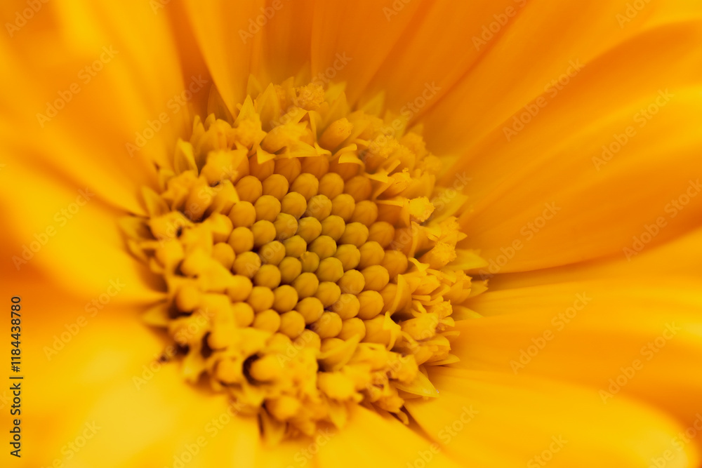 Calendula (Marigold flower) close up macro view. Calendula (Marigold flower) close up macro view.