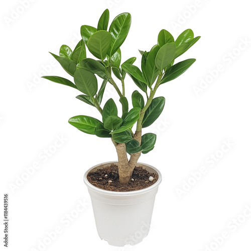 Green houseplant in white pot isolated on a transparent background