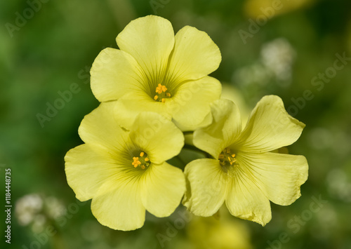 wild plants and flowers. yellow flower photos photo