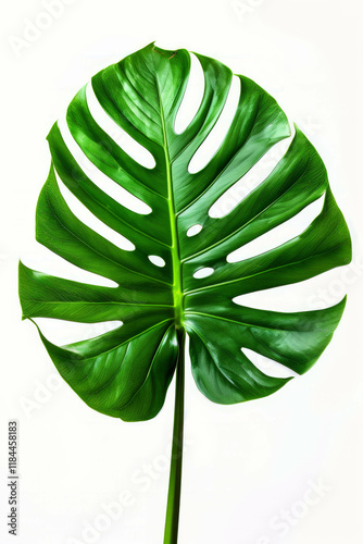 Monstera leaves and tropical palm on white background, AI generative photo