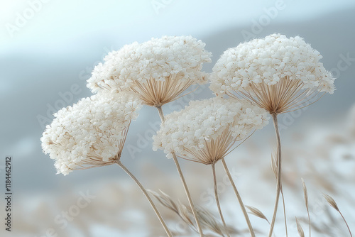 Lacy dried Queen Anneâ€™s lace blossoms fanning out on thin stalks, floating in a mellow gray blur, photo