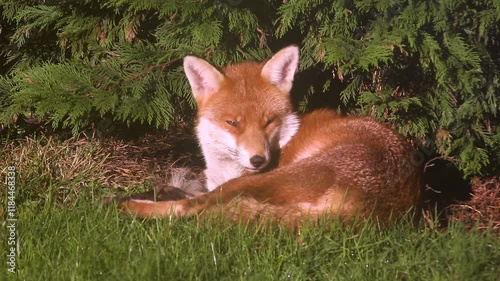 Red fox lying down, relaxing in the sun
