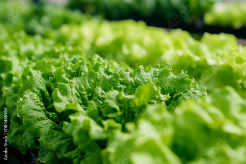 A robotic arm utilizing smart farming technology is harvesting hydroponic lettuce inside a greenhouse. photo