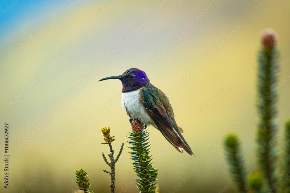 Fototapeta premium Ecuadorian hillstar(Oreotrochilus chimborazo), the endemic hummingbird of the Ecuadorian Andes situated on a chuquirawua flower