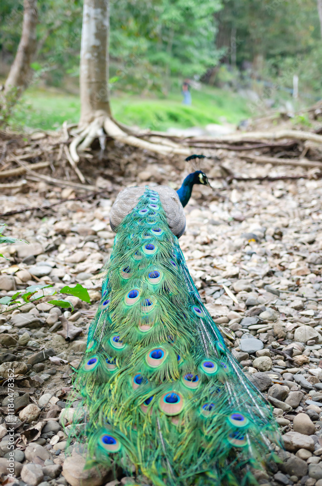 Obraz premium Peacocks live in the natural forest where people come to see their habitat.