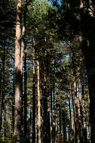 Beautiful green coniferous forest on a sunny summer day. The nature of Southwestern Serbia, Zlatibor town. National Park near Tornik mountain resort in early autumn. photo