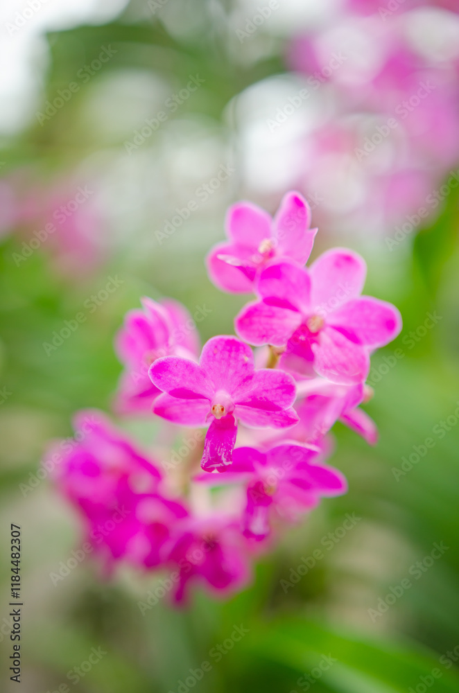 Orchids blooming in the Orchid Botanical Garden Soft focus image Orchids blooming in the Orchid Botanical Garden Soft focus image