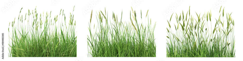 Tall ornamental grass, reeds grass for landscape border isolated on white or transparent background png Tall ornamental grass, reeds grass for landscape border isolated on white or transparent background png