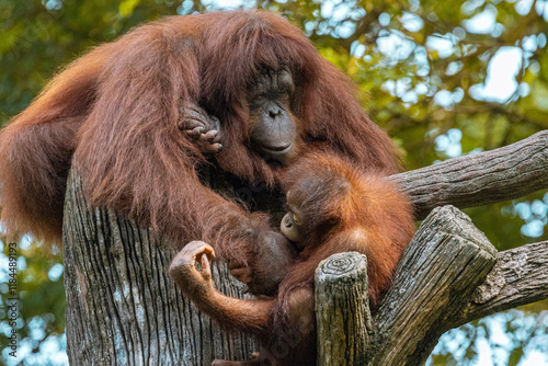 Adult Orangutan playing with a young baby Orangutan on a tree in Taiping Zoo photo