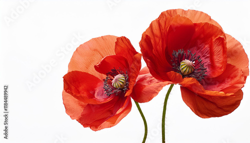 red poppy flower stem isolated on white background