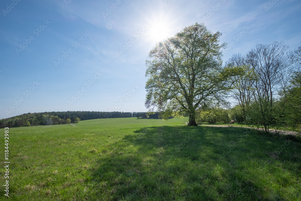 Sommerlinde Tilia platyphyllos am Drackendorfer Vorwerk bei Jena im Gegenlicht Sommerlinde Tilia platyphyllos am Drackendorfer Vorwerk bei Jena im Gegenlicht