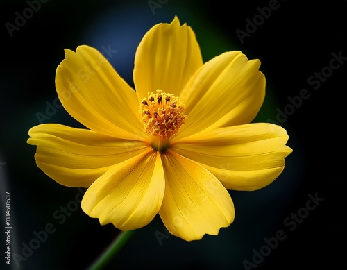 yellow frangipani flower cosmos caudatus photo