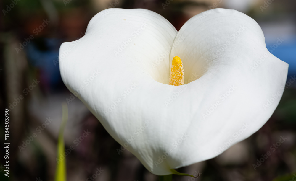 potted flowers, lilies of various colors