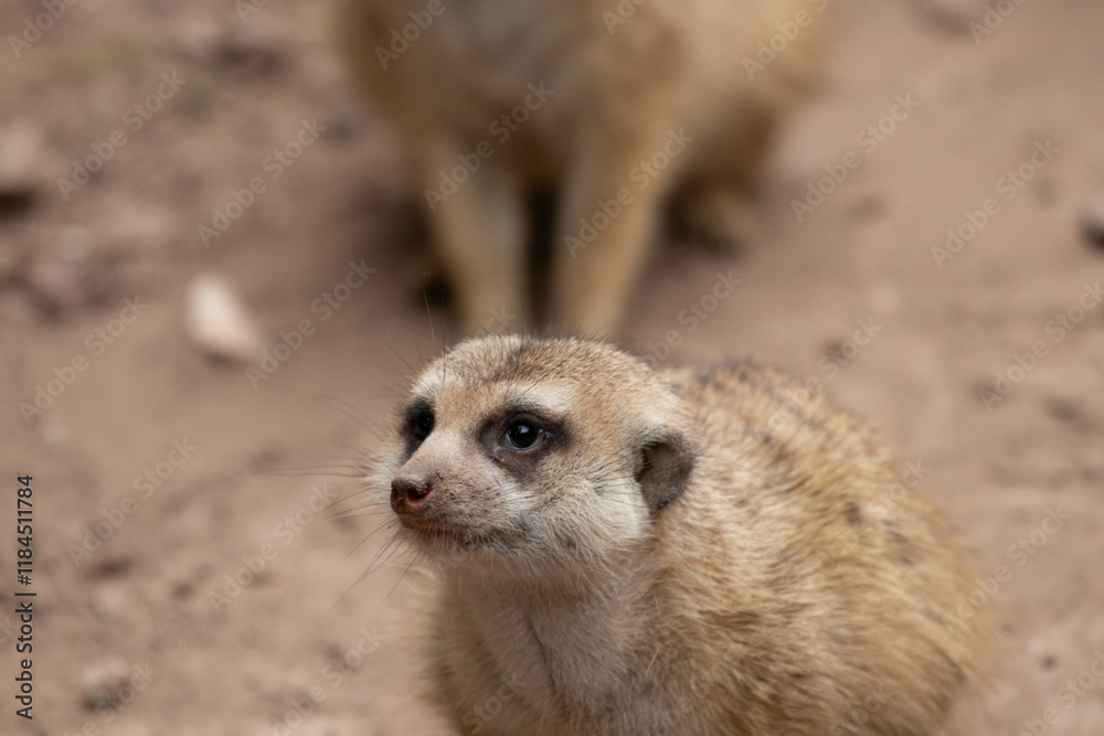 Close up Curious Meerkat Close up Curious Meerkat