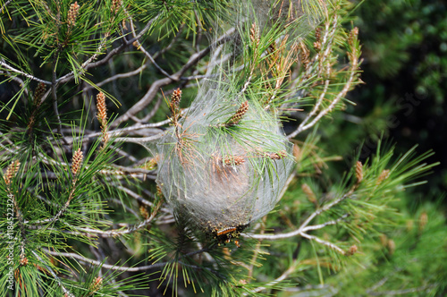 pine tree infected with bagworm caterpillar coccoon plant disease photo