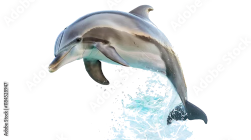 Obraz dolphin jumping isolated on white