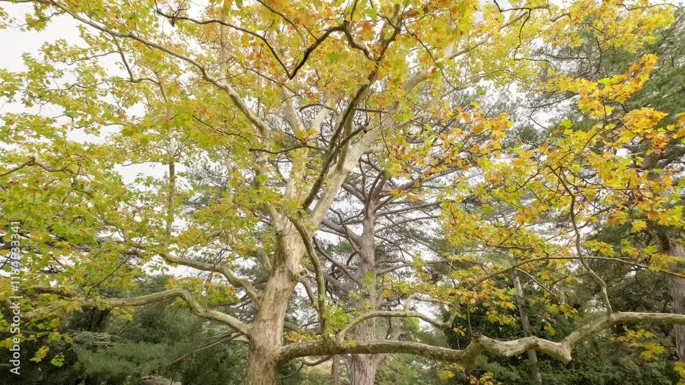 panorama of large old maple tree with autumn leaves
panorama of large old maple tree with autumn leaves