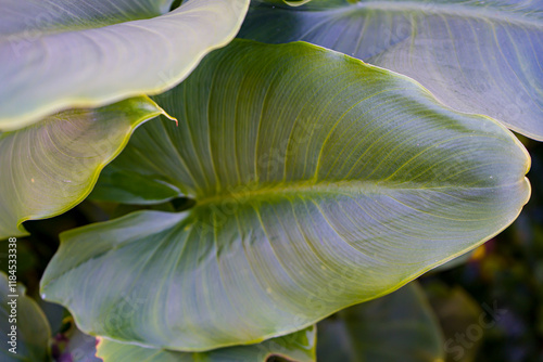 Photo d'une grande feuille d'arome prise sur un fond vert en macro