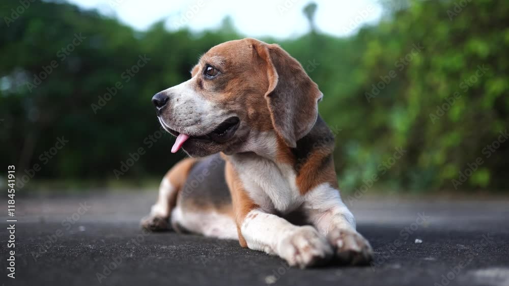 An adorable beagle dog lying down on the floor in the park. An adorable beagle dog lying down on the floor in the park.