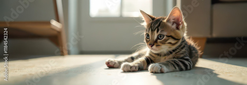 Banner with a Cute and Cozy Atmosphere: Kitten Lying on the Floor in a Bright Interior