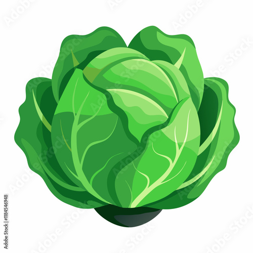 cabbage isolated on white background