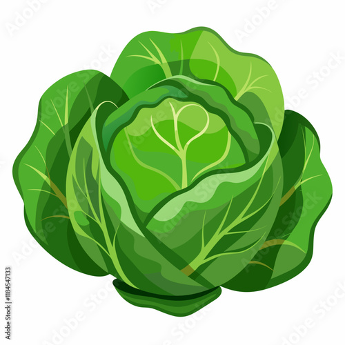 cabbage isolated on white background