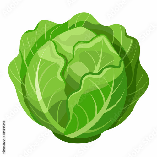 cabbage isolated on white background