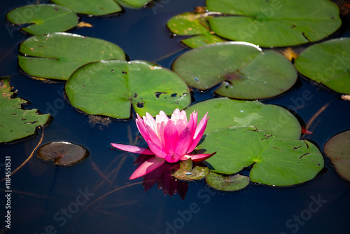 Ninfeia rosa. Flor aquática. photo