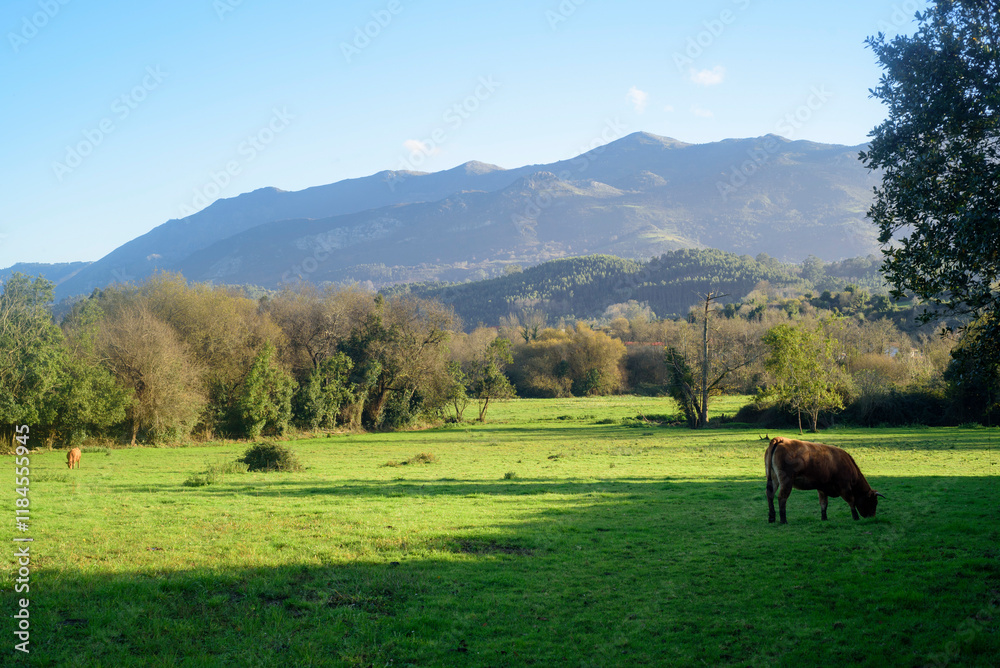Naklejka premium Vacas pastando en pradera junto al sierra de Sueve