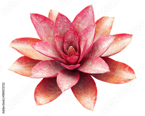 vibrant tropical bromeliad flower with pink and red petals, showcasing intricate details and textures, isolated on transparency background, perfect for floral designs