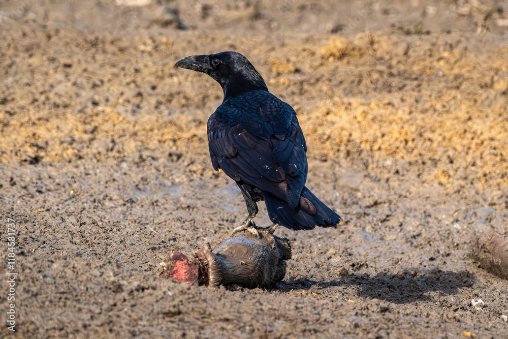 Obraz premium Cuervo