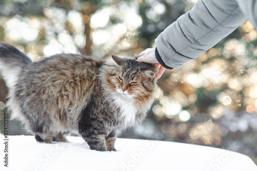 Photography winter portrait of beautiful cat walking outdoors