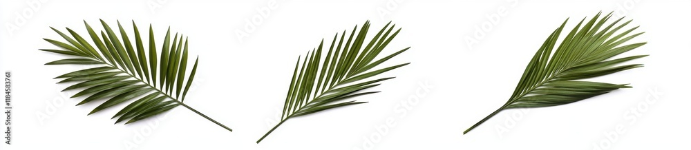 Palm Fronds Isolated: A trio of vibrant green palm fronds, gracefully arranged in a symmetrical composition, evoke a sense of tropical tranquility and serenity against a clean, minimalist background. Palm Fronds Isolated: A trio of vibrant green palm fronds, gracefully arranged in a symmetrical composition, evoke a sense of tropical tranquility and serenity against a clean, minimalist background.