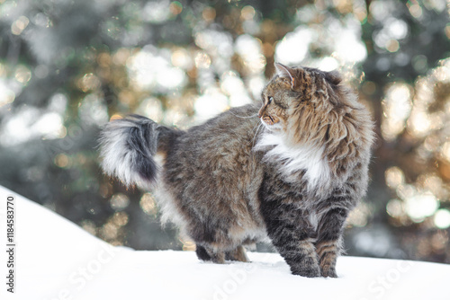 Photography winter portrait of beautiful cat walking outdoors