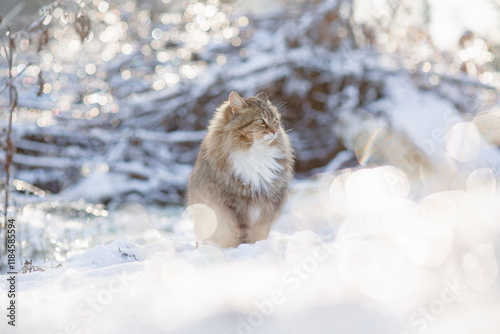 Photography winter portrait of beautiful cat walking outdoors