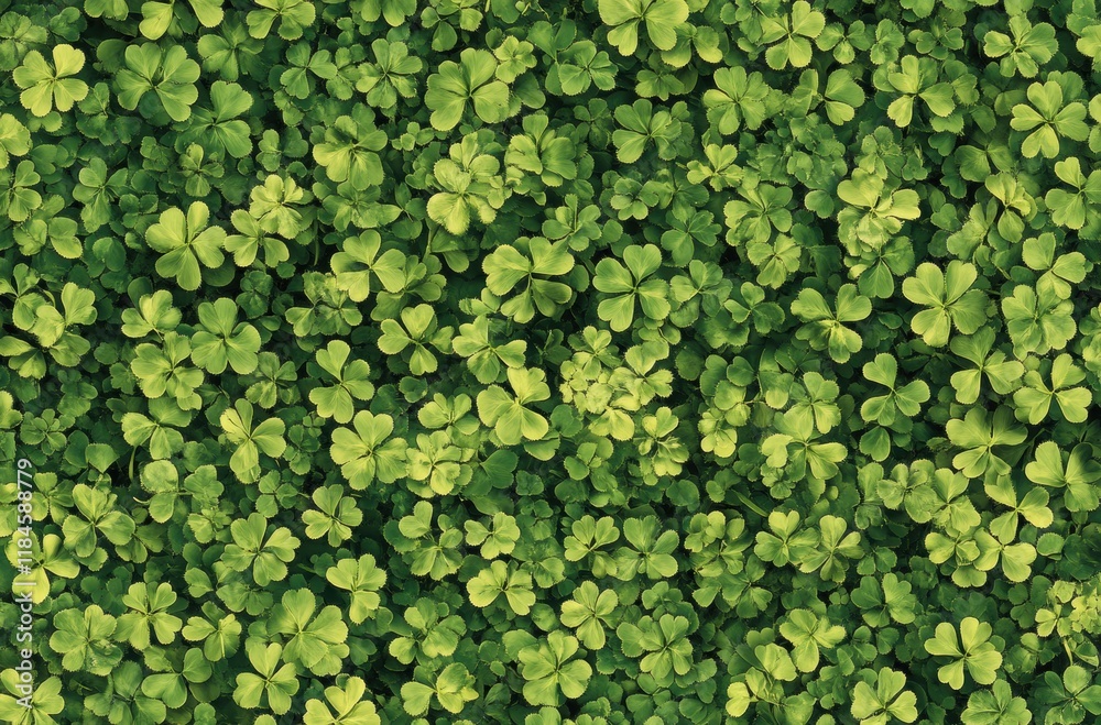 A green field of clovers with a lot of green leaves A green field of clovers with a lot of green leaves