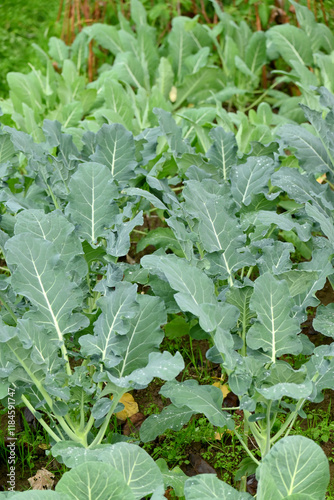 closeup the bunch ripe green cauliflower young plant growing in the farm field soft focus natural green brown background.