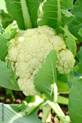 closeup the ripe green cauliflower plant with white flower growing in the farm soft focus natural green brown background.