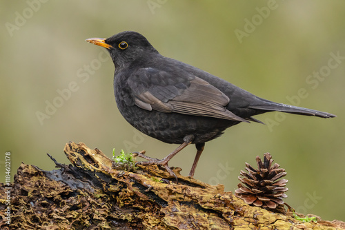 Blackbird, Scientific name: Turdus merula. First year male blackbird, foraging for food and facing left on gnarled log in cold, winter weather.  Horiozntal. Copy Space. photo