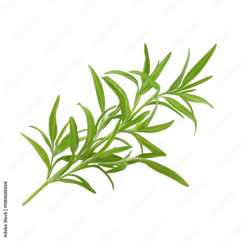 Fototapeta premium Isolated Green Herb on Clean transparent background for Photorealistic Nature and Culinary Imagery Use