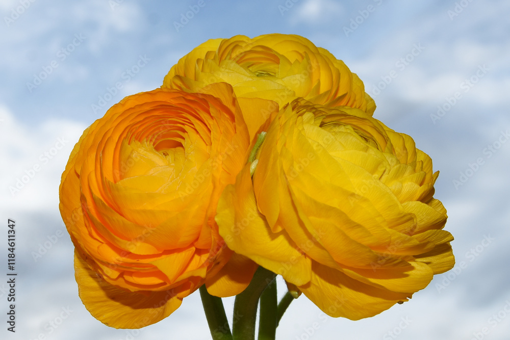 Close up on yellow ranunculus flower on blue background Close up on yellow ranunculus flower on blue background