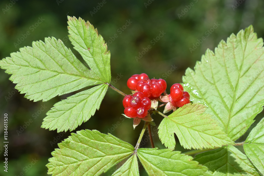 Stone bramble berries Rubus saxatilis red berries and leaves Stone bramble berries Rubus saxatilis red berries and leaves