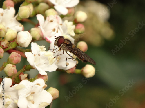 Spotted thintail hover fly (Meliscaeva auricollis), male feeding on laurestine flowers photo